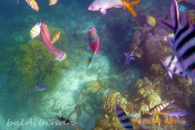 Balaibinda Lodge Coron Bagian luar foto